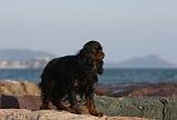 KING CHARLES SPANIEL 051